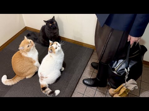 【感動の再会】旅行帰りの母を囲んで即甘え始める猫たち サムネイル