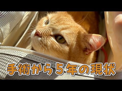 病院に定期検診に行ってきたので経過を報告します！【11歳結石持ち】 サムネイル