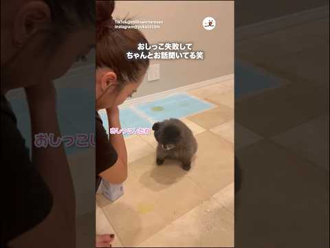 しっかりと（？）お話を聞くワンコ｜PECO サムネイル