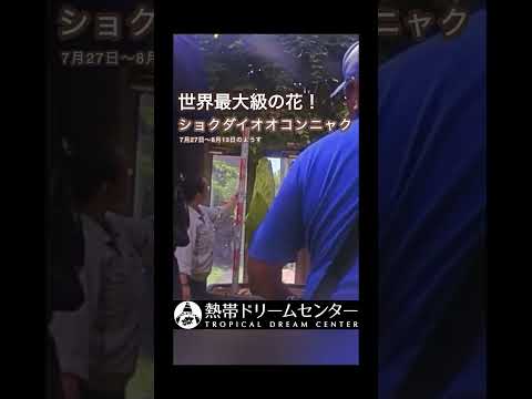 【開花間近】県内初公開 デカイ！クサイ！世界最大級の花 ショクダイオオコンニャク サムネイル