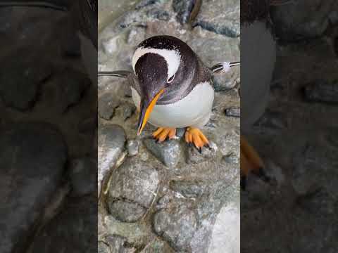 おたる水族館　海産総選挙　㊗当選！ジェンツーペンギン サムネイル