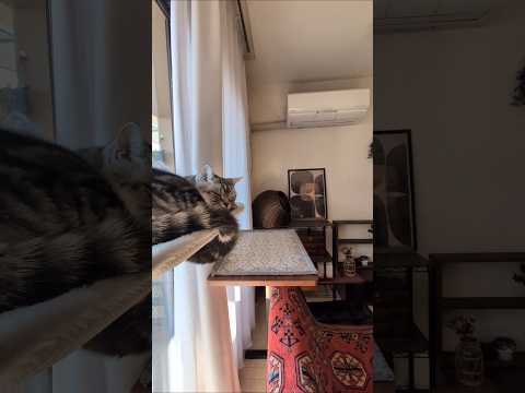 アメショーのラッテ アメショ アメリカンショートヘア 猫と暮らす家猫との暮らし猫 サムネイル
