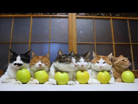 王林　のせ猫　　260113 サムネイル
