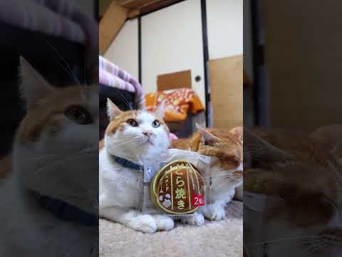 ヤマザキ　どら焼き　カスタードクリーム　260112　のせ猫　どら焼き ヤマザキ　 cat cute 猫のいる暮らし… サムネイル