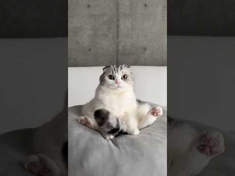 😽🪩🕺 cat 猫