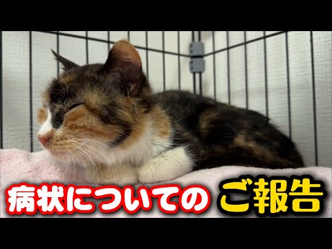 子猫が心配でセカンドオピニオンを受けました サムネイル