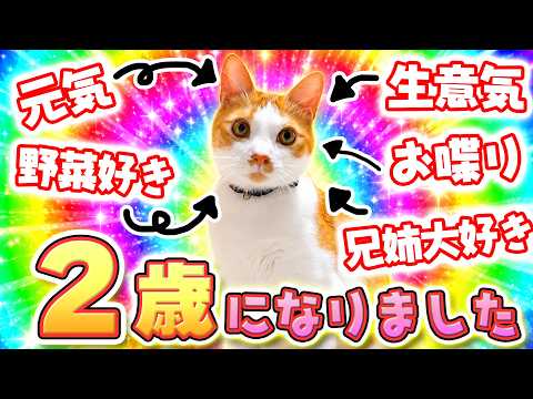 【祝】やんちゃで兄姉が大好きな甘えん坊が2歳になりました!!