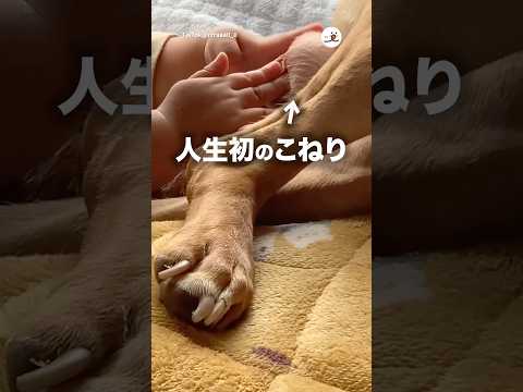 優しいこねり｜PECO サムネイル