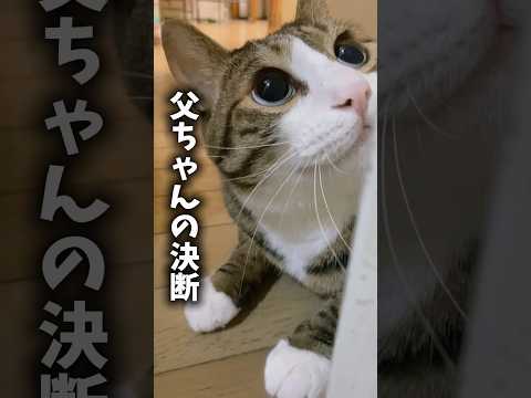背中を押してくれた球太cats shorts 球太 サムネイル