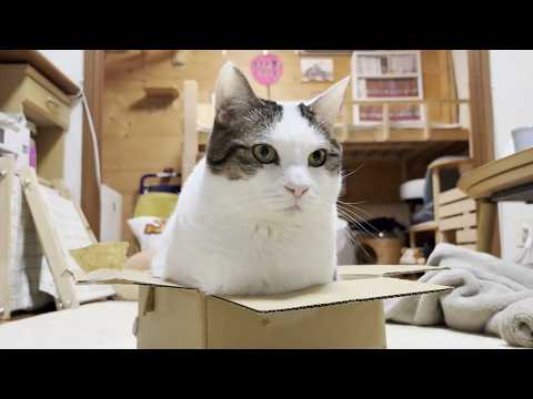 やっぱり豆大福はデカかったと認識させられた猫 サムネイル