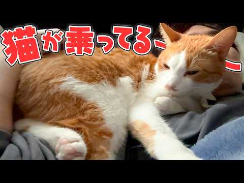 朝起きたら顔の上に猫が乗っていました。 サムネイル