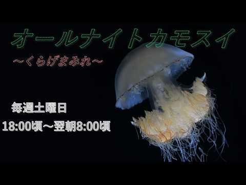 オールナイトカモスイ　～くらげまみれ～ 243　エチゼンクラゲ サムネイル