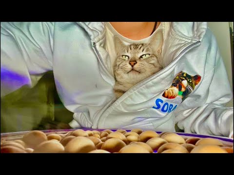 99%が5分で眠くなる😴 猫のゴロゴロ×Water Wood ASMR サムネイル