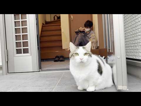 気が付けば息子の横で座ってる猫 サムネイル