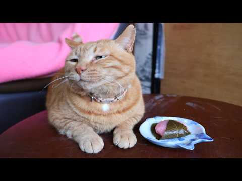 ちゃぶ台の上の桜餅　260401 サムネイル