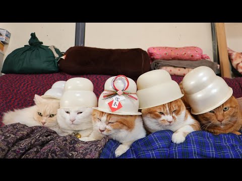 お正月　鏡餅帽子　のせ猫　260103 サムネイル