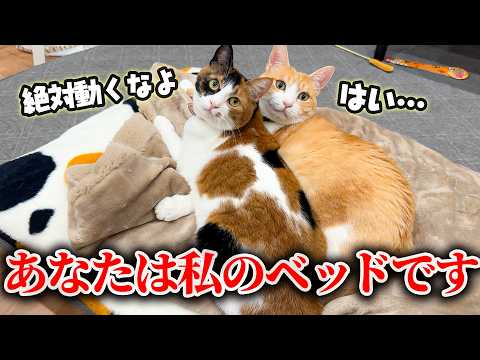 年下の女の子から完全に尻に敷かれるようになってしまった猫がいます。 サムネイル