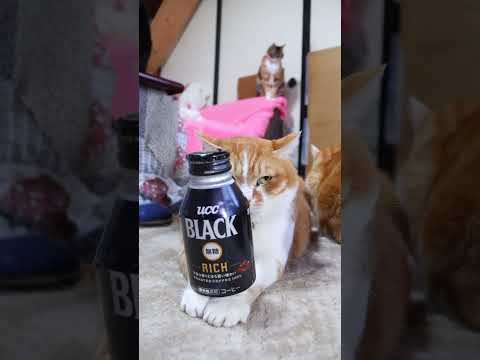 UCC BLACK無糖　RICH　260507　のせ猫　 cat 猫 cute　 UCC 猫のいる暮らし BLACK… サムネイル