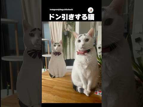 主が作った自分の造形物に困惑する猫｜PECO サムネイル