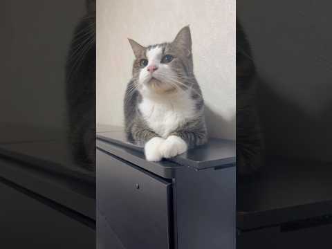 話題沸騰！自信満々な猫の「かわいさ」の秘密 サムネイル