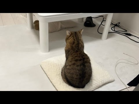 【座ってるだけ】猫の後頭部って最高だよね