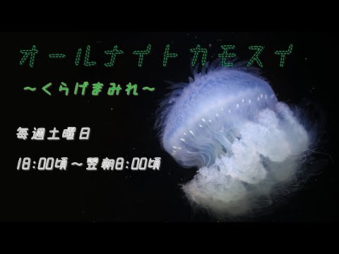 オールナイトカモスイ　～くらげまみれ～ 235　ミノクラゲ サムネイル