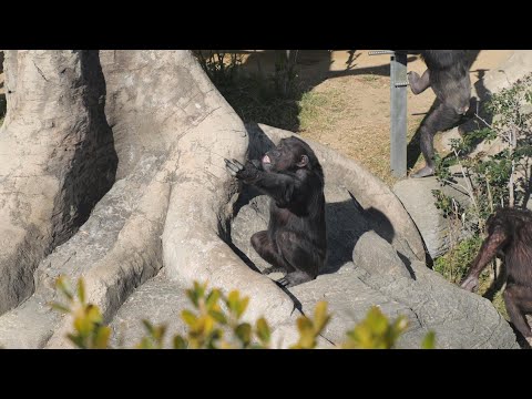 レモンのイキイキタイム、つまりおやつタイムということね　天王寺動物園　チンパンジー　2025012 サムネイル