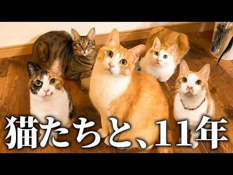 猫を拾って11年経ちました。 サムネイル