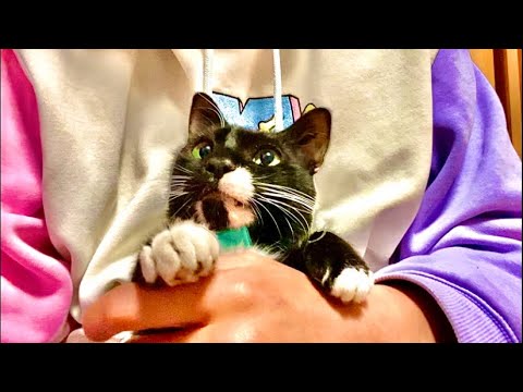99%が5分で眠くなる｜猫×水の音ASMR Deep Relax ASMR｜Cat Purring & Wooden… サムネイル