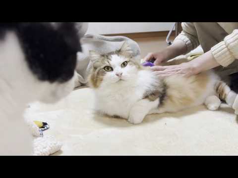 お母さんの言うことをよくきく賢い猫 サムネイル