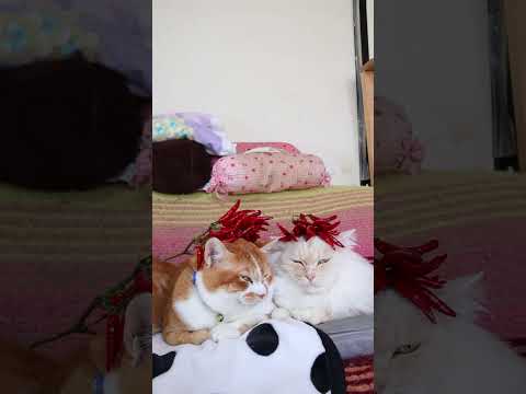 鷹の爪　　251218　#のせ猫　 #cat　 #cute  #猫のいる暮らし　 #ねこ　 #ネコ　 #猫　#鷹の爪… サムネイル