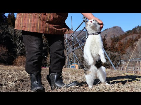 さばじろう散歩　Walk with the cat　260206 サムネイル