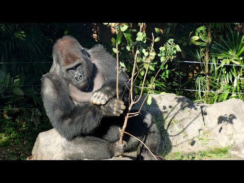 ５年の歳月を経て、今報われた😅ありがとうゲンタロウ！　上野動物園　ゴリラ　202512 サムネイル