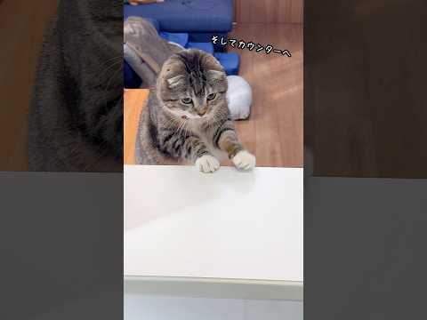 う〜ちのりっちゃんの猫っぽくないモーニングルーティンがヤバすぎた🤣🤣🤣 猫 サムネイル