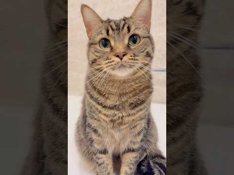可愛すぎる猫たちのダンスwww cat 猫 サムネイル