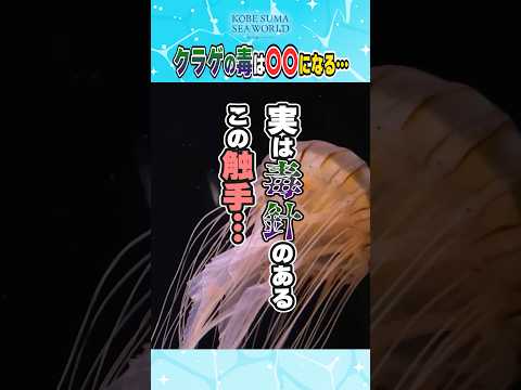 危険！クラゲの毒は〇〇になる…！？ サムネイル