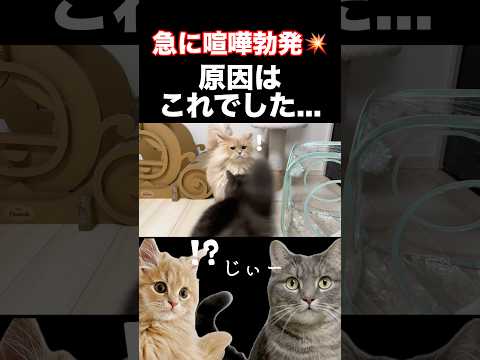 猫が急に喧嘩し出した理由がこちらです...shorts 猫 猫好きさんと繋がりたい サムネイル