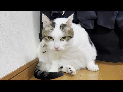 肥えたお腹のせいでお尻の毛づくろいがちょっと届かない猫 サムネイル