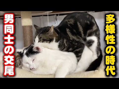 【前代未聞】オス猫同士の交尾を捉えました…猫のBL サムネイル