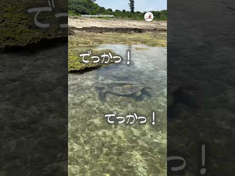 海の真実を知ってそう｜PECO サムネイル