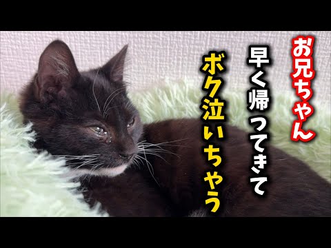 お兄ちゃん猫が病院に行き寂しくて泪を流す子猫 サムネイル