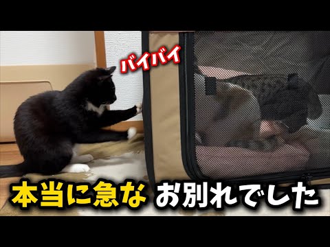 突然ですが子猫とお別れする事になりました サムネイル