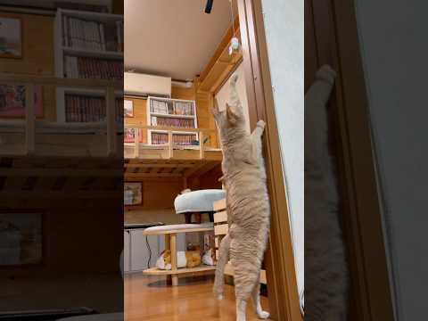 アカン、ギリギリ届かない サムネイル