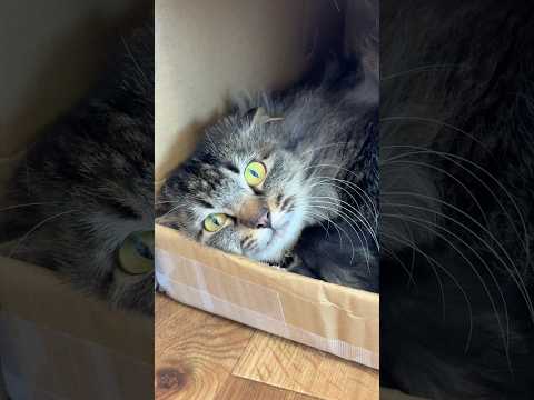 今日こそはシャーされないチャレンジ（番外編） サムネイル