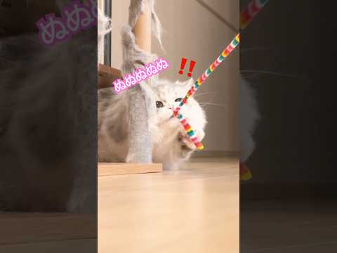 ミヌエット最近の出来事切抜き♪ミヌエット短足 ぬんちゃん サムネイル