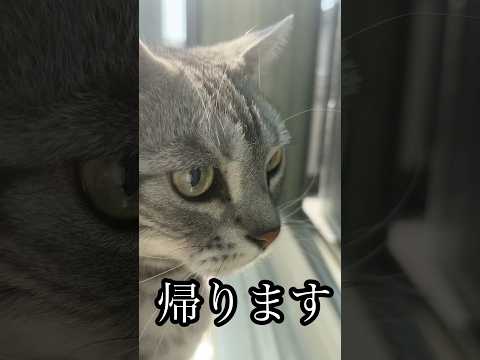 帰ります ねこ cat アメショ 散歩 たろう サムネイル