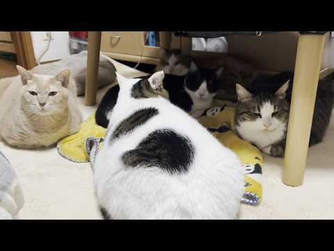 いつも怒ってるイメージの猫の1日のほとんどは平穏 サムネイル