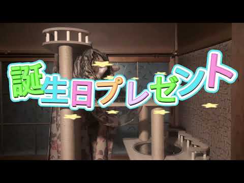 ベンガル猫（寝ぼけてスマフォ）キャットタワー届いた サムネイル