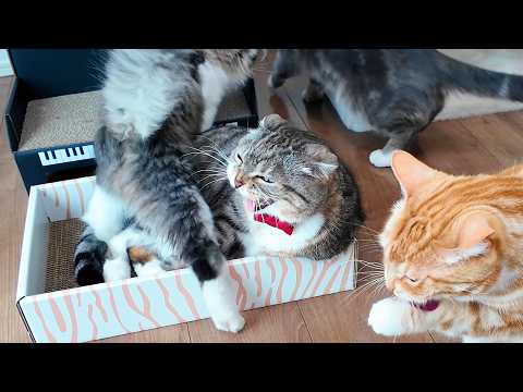 エビのけりぐるみで遊ぶ時のクセが強すぎる猫🤣🤣🤣 サムネイル