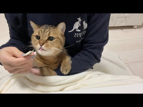 ママと一緒にコタツでおやつを食べる猫が可愛すぎる…